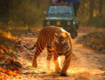/album/fotogaleria-lakadivy-zajazd/lakadivy-zajazd-india-jamajkanita-36-jpg1/